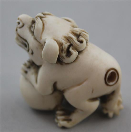 A Japanese ivory netsuke of a shi-shi, Edo period, 4cm